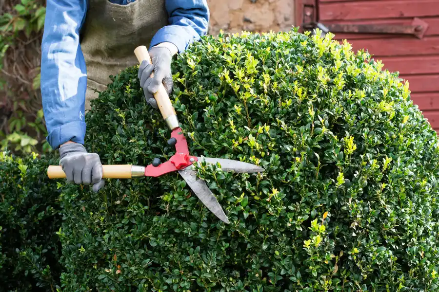 Reliable Bush Trimming Bush Trimming