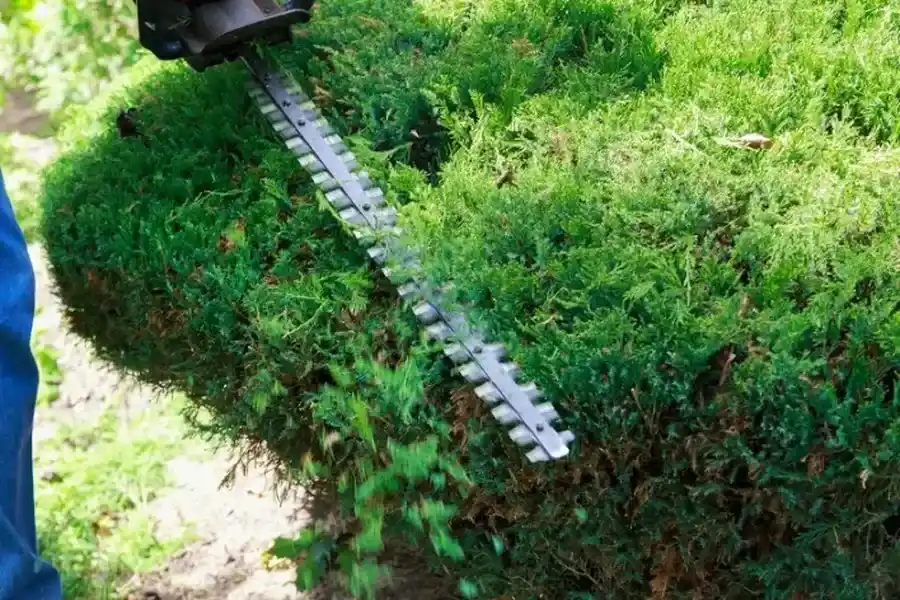 Excellent Bush Trimming Killeen, TX