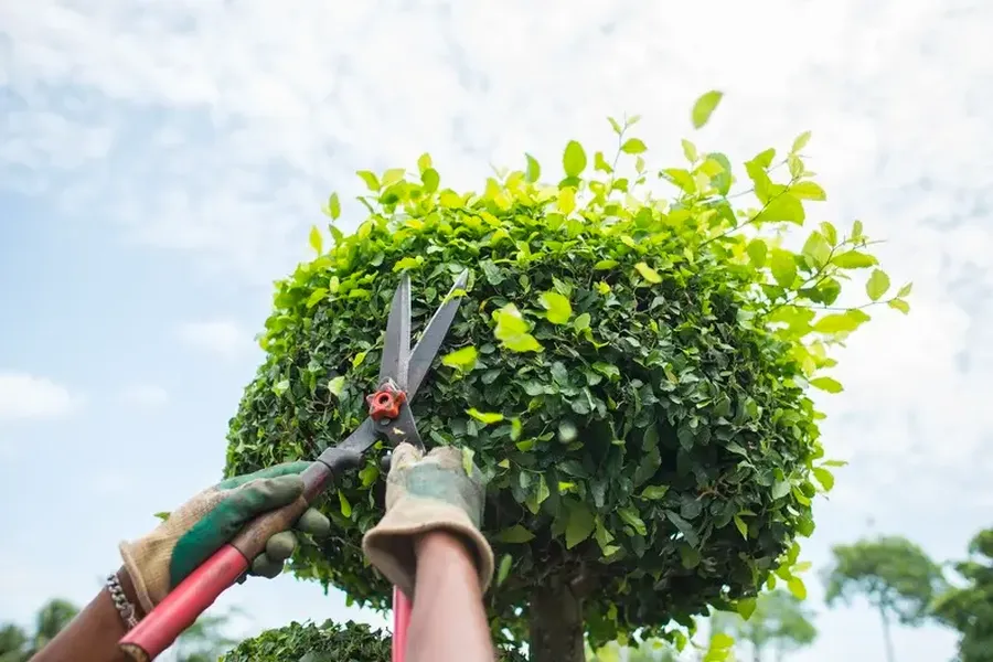 Should You Hire A Professional For Bush Trimming Services in Killeen, TX